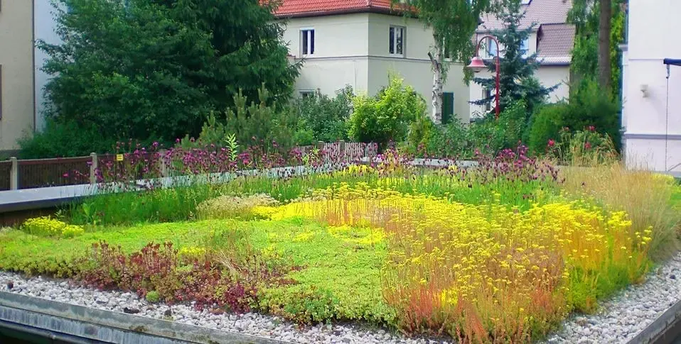 Blühende Dachbegrünung auf einem Flachdach in München